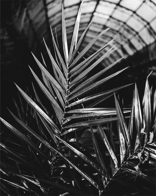 Photographer Jo Thorne's shot of a botanical plant, photographed at night with the Canon Speedlite 470EX-AI.